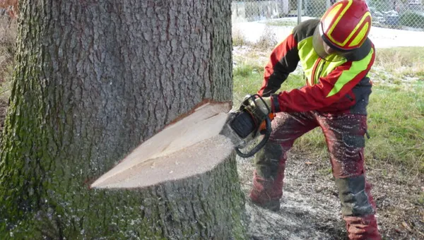 Baumfällung per Seilklettertechnik