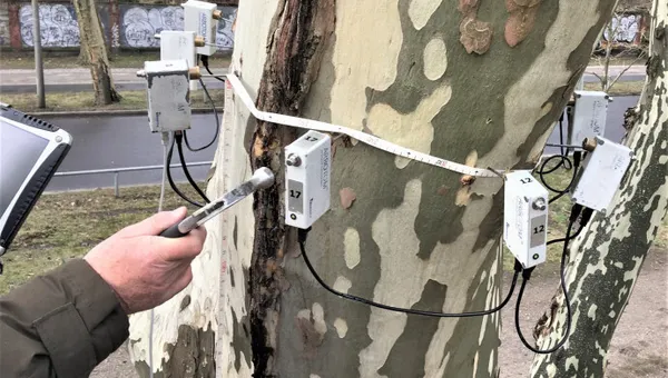 Baumkontrolle und Gutachten