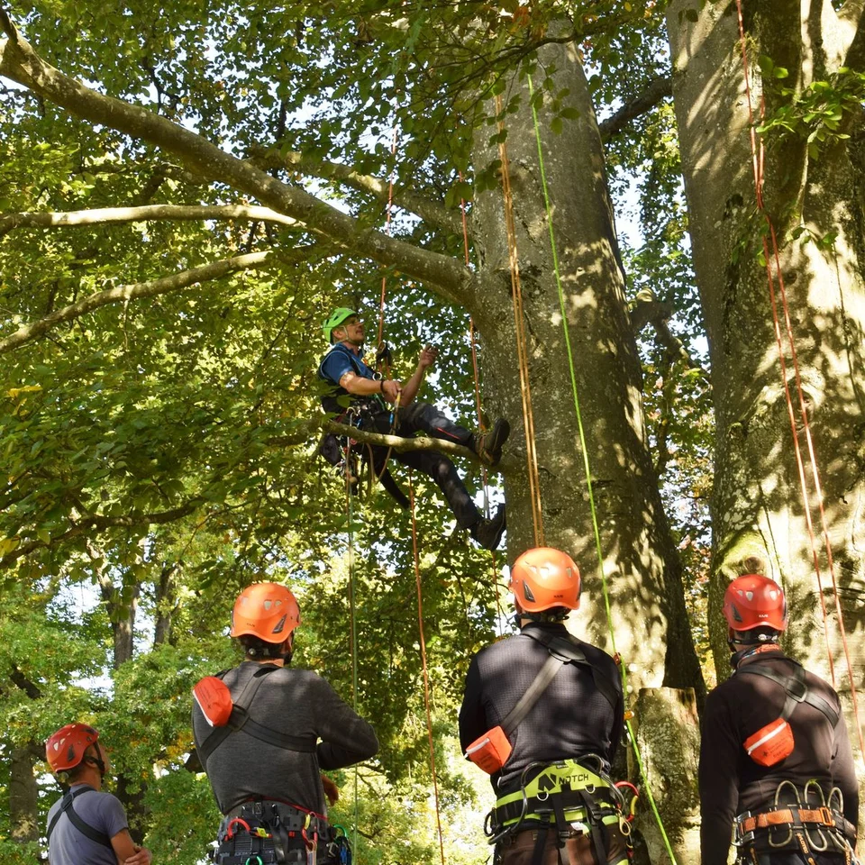 Thomas Kern bei der Arbeit im Baum