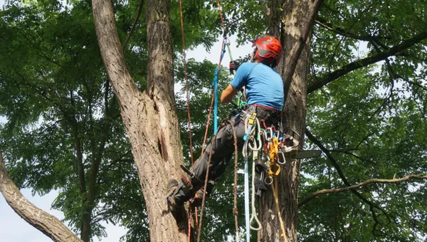 Kronenpflege und Baumschnitt