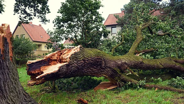 Sturmschaden-Beseitigung und Notdienst